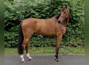 Holstein, Gelding, 8 years, 17 hh, Brown