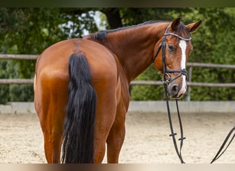 Holstein, Gelding, 8 years, 17 hh, Brown