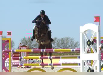 Holstein, Gelding, 8 years, 17 hh, Chestnut
