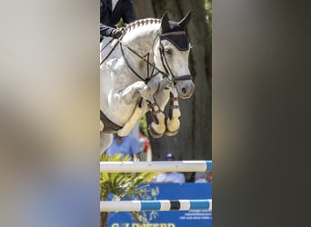 Holstein, Gelding, 8 years, 17 hh, Gray-Dapple