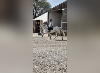Holstein, Gelding, 8 years, 17 hh, Grey