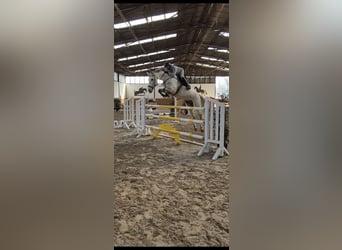 Holstein, Gelding, 8 years, 17 hh, Grey