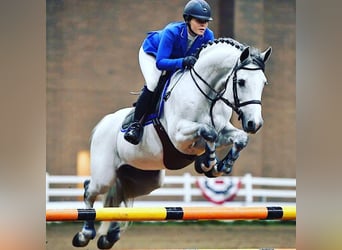 Holstein, Gelding, 8 years, 17 hh, Grey
