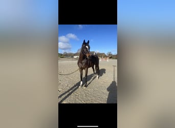 Holstein, Gelding, 8 years, 17 hh, Smoky-Black