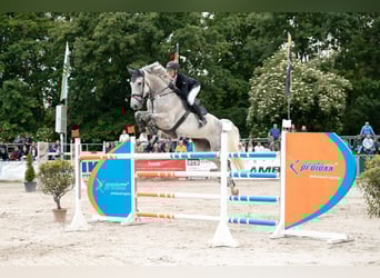Holstein, Gelding, 8 years, 17,1 hh, Gray