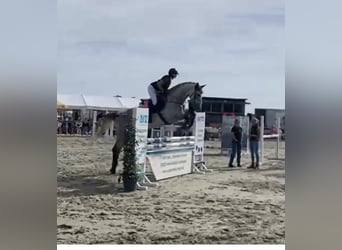 Holstein, Gelding, 8 years, 17,2 hh, Grey-Dapple