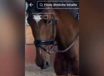 Holstein, Gelding, 8 years, 18 hh, Brown