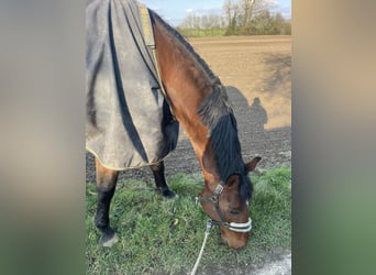 Holstein, Gelding, 8 years, 18 hh, Brown