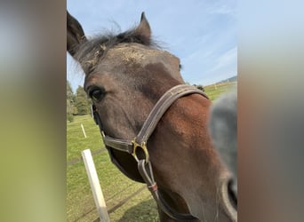 Holstein, Gelding, 8 years, Brown