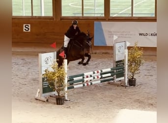 Holstein, Gelding, 8 years, Brown