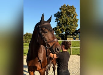 Holstein, Gelding, 8 years, Brown