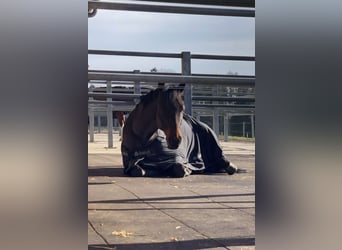 Holstein, Gelding, 8 years, Brown