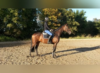 Holstein, Gelding, 9 years, 16,1 hh, Bay-Dark