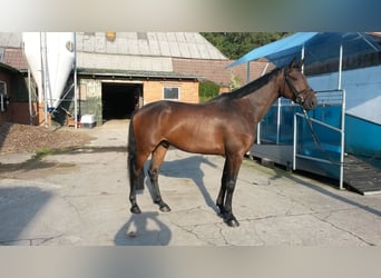 Holstein, Gelding, 9 years, 16,1 hh, Bay-Dark