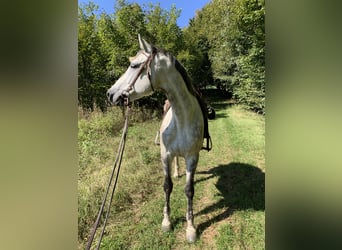 Holstein, Gelding, 9 years, 16,1 hh, Gray-Dapple