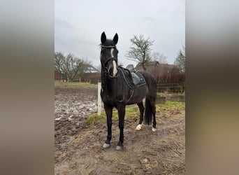 Holstein, Gelding, 9 years, 16.1 hh, Smoky-Black