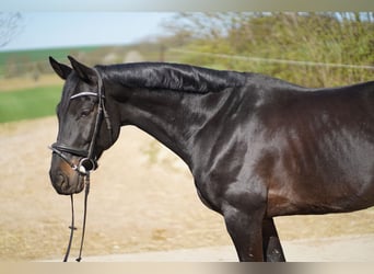 Holstein, Gelding, 9 years, 16.1 hh, Smoky-Black