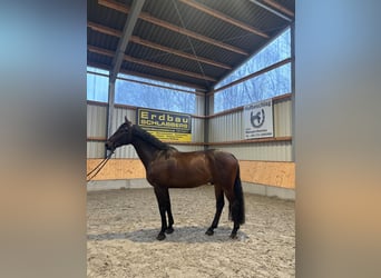 Holstein, Gelding, 9 years, 16.2 hh, Bay-Dark