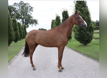 Holstein, Gelding, 9 years, 16.2 hh, Chestnut-Red