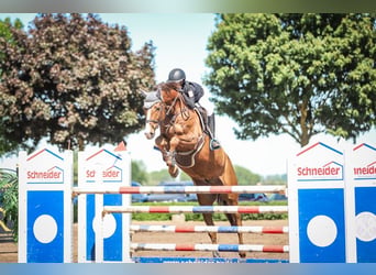 Holstein, Gelding, 9 years, 16.2 hh, Chestnut-Red