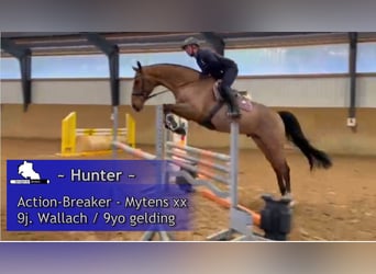 Holstein, Gelding, 9 years, 16.3 hh, Brown