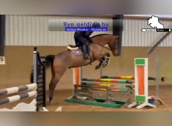 Holstein, Gelding, 9 years, 16.3 hh, Brown