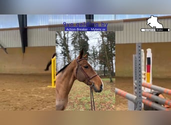 Holstein, Gelding, 9 years, 16.3 hh, Brown