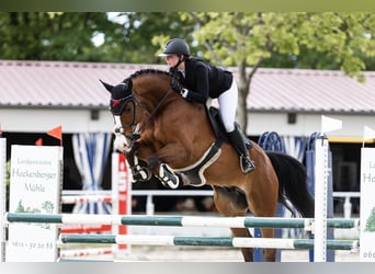 Holstein, Gelding, 9 years, 16.3 hh, Brown