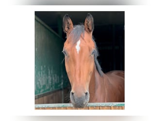 Holstein, Gelding, 9 years, 16,3 hh, Brown