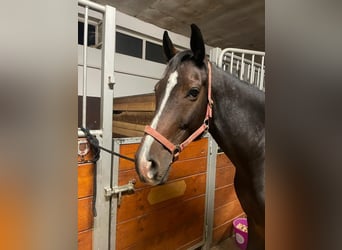 Holstein Mix, Gelding, 9 years, 16 hh, Bay-Dark