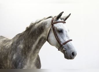 Holstein, Gelding, 9 years, 16 hh, Grey Holstein, Gelding, 9 years, 16 hh, Grey