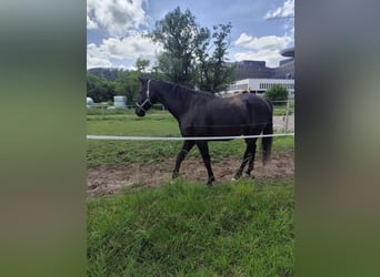 Holstein, Gelding, 9 years, 16,1 hh, Smoky-Black