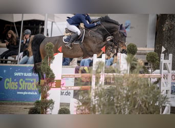 Holstein, Gelding, 9 years, 16,1 hh, Smoky-Black