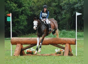 Holstein, Gelding, 9 years, 16,2 hh, Tobiano-all-colors