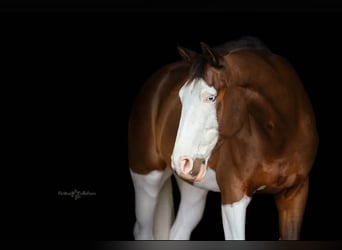 Holstein, Gelding, 9 years, 16,2 hh, Tobiano-all-colors