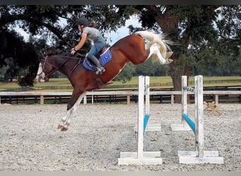 Holstein, Gelding, 9 years, 16,2 hh, Tobiano-all-colors