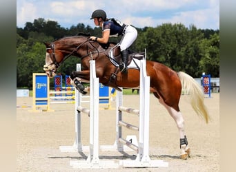 Holstein, Gelding, 9 years, 16,2 hh, Tobiano-all-colors