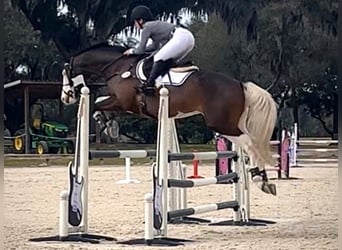 Holstein, Gelding, 9 years, 16,2 hh, Tobiano-all-colors