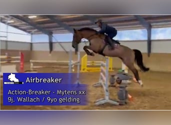 Holstein, Gelding, 9 years, 16,3 hh, Brown