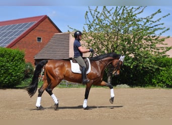 Holstein, Gelding, 9 years, 17.2 hh, Brown
