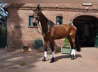 Holstein, Gelding, 9 years, 17.2 hh, Brown