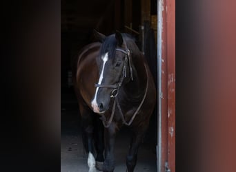 Holstein Mix, Gelding, 9 years, 17 hh, Bay-Dark