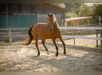 Holstein, Gelding, 9 years, 17 hh, Brown