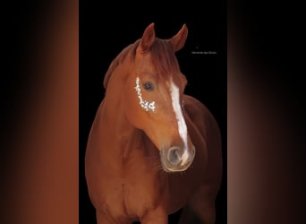 Holstein, Gelding, 9 years, 17 hh, Chestnut-Red