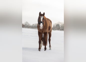 Holstein, Gelding, 9 years, 17 hh, Chestnut-Red