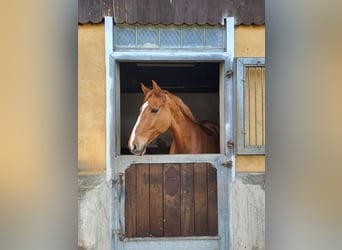 Holstein, Gelding, 9 years, 17 hh, Chestnut-Red