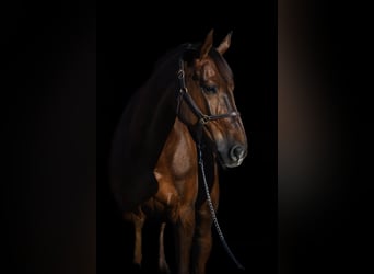 Holstein, Gelding, 9 years, 17 hh, Chestnut