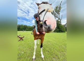 Holstein, Gelding, 9 years, 17 hh, Tobiano-all-colors