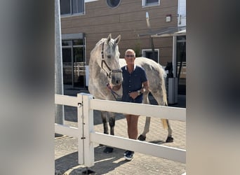 Holstein, Gelding, 9 years, 17,1 hh, Grey-Fleabitten