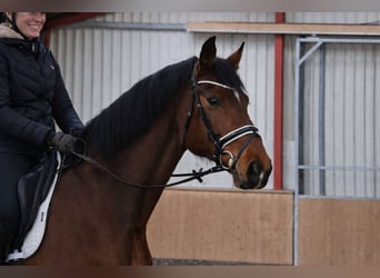 Holstein, Gelding, 9 years, 17,2 hh, Bay-Dark